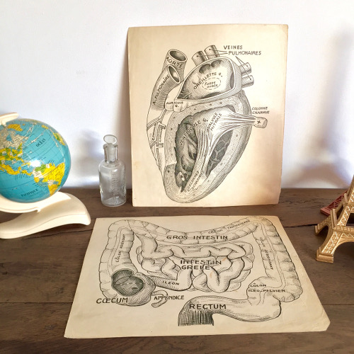 Illustrations anatomiques