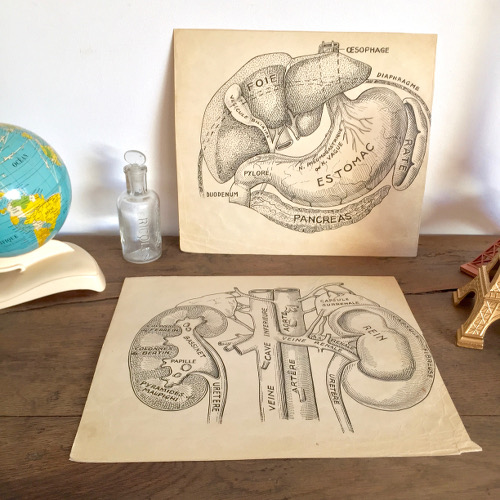 Illustrations anatomiques