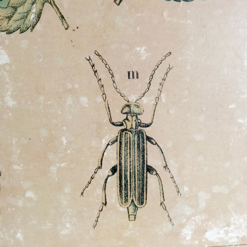 Illustrations insectes