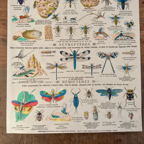Illustration classe des insectes