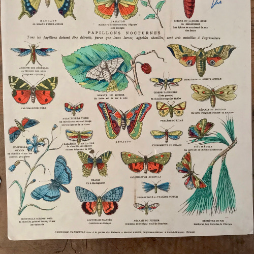 Illustration Classe des insectes