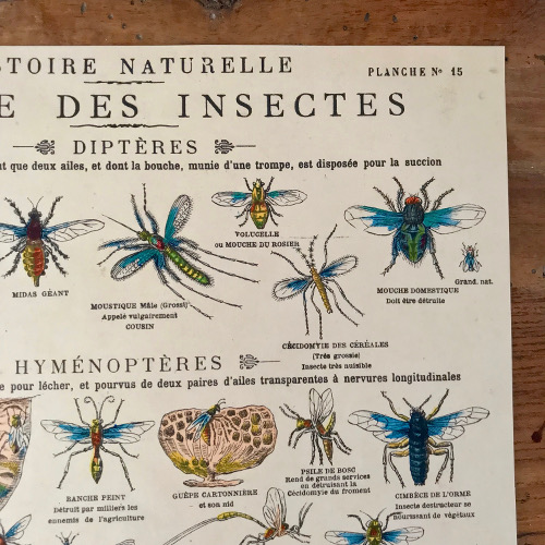 Illustration classe des insectes