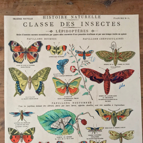 Illustration Classe des insectes