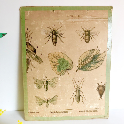 Illustrations insectes