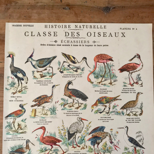 Illustration classe des oiseaux