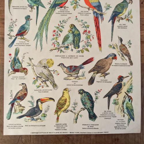 Illustration classe des oiseaux