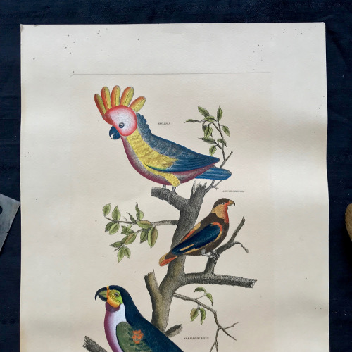 Illustration d'oiseaux colorisée
