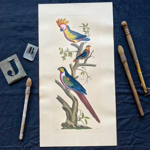 Illustration d'oiseaux colorisée