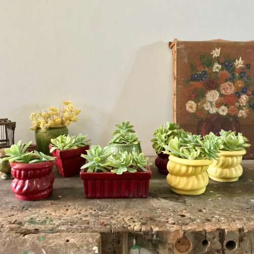 Pots en céramique pour plantes