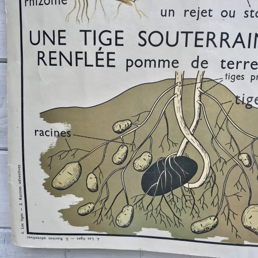 Affiche scolaire Rossignol Racines adventives les tiges