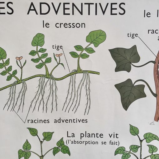 Affiche scolaire Rossignol Racines adventives les tiges